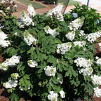 Hydrangea Live Plant, 6-12 Inch Tall, Hardy Flowering Shrub in 2.5" Pot, Outdoor Garden Hydrangea Bush (Oakleaf Hydrangea)