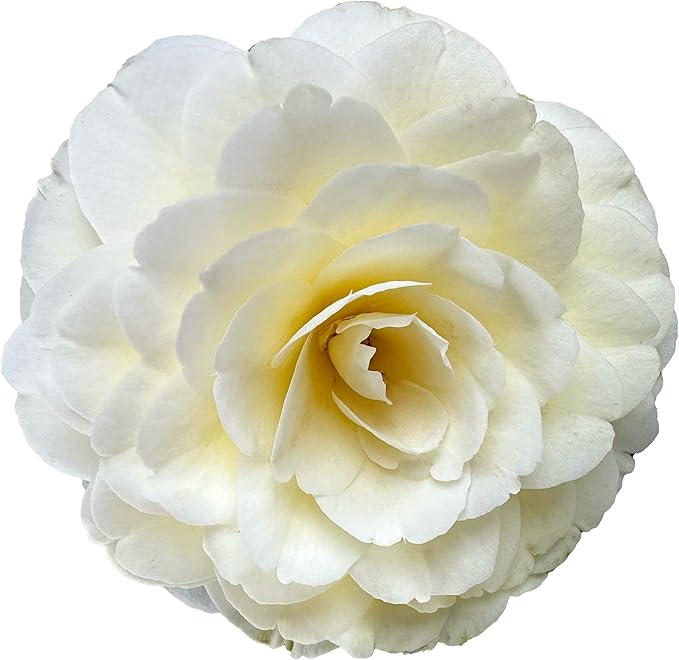 Blooming & Beautiful - Lemon Glow Camellia - 3 Gal - Evergreen Shrub - Soft Yellow Creamy Butter Blooms - Winter Spring - Cold Hardy - Zones 6-9 – Camellia Japonica ‘Lemon Glow’ - 3 Gallon Pot