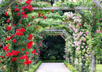 100+ Mix Climbing Rose Seeds for Planting Outdoors