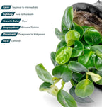 SubstrateSource Anubias Live Aquarium Plants - Potted Freshwater Plant for Fish Tanks, Terrariums - Beginner Friendly Low Light (Stardust Mini, 1 Pot)