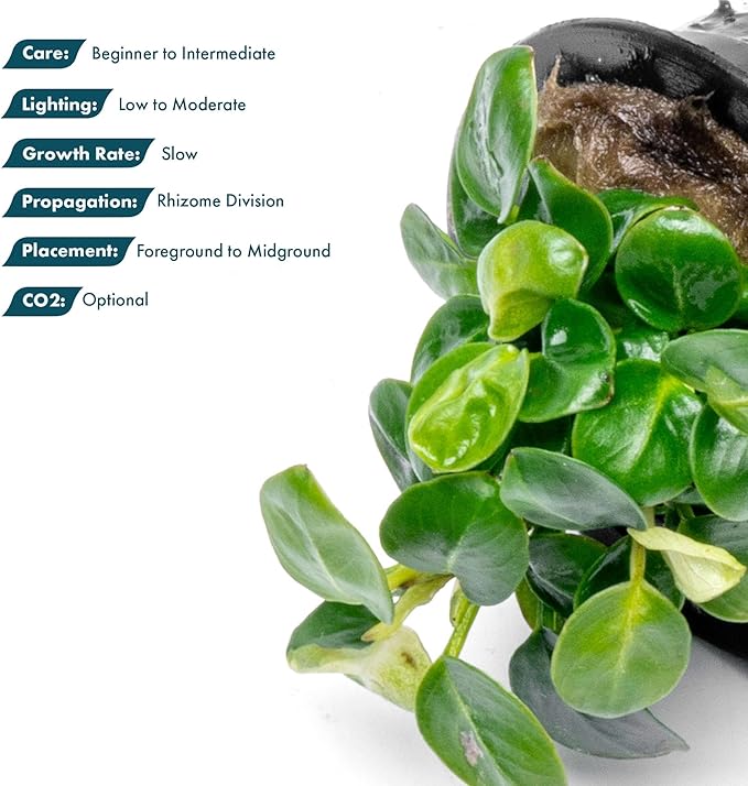 SubstrateSource Anubias Live Aquarium Plants - Potted Freshwater Plant for Fish Tanks, Terrariums - Beginner Friendly Low Light (Stardust Mini, 1 Pot)