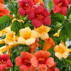 Hummingbird Trumpet Vine Seeds, 300 PCS, Fast-Growing Climbing Flowering Vine, Bright Orange Red Blooms, Attracts Hummingbirds & Butterflies, Hardy Perennial for Fence, Trellis & Garden