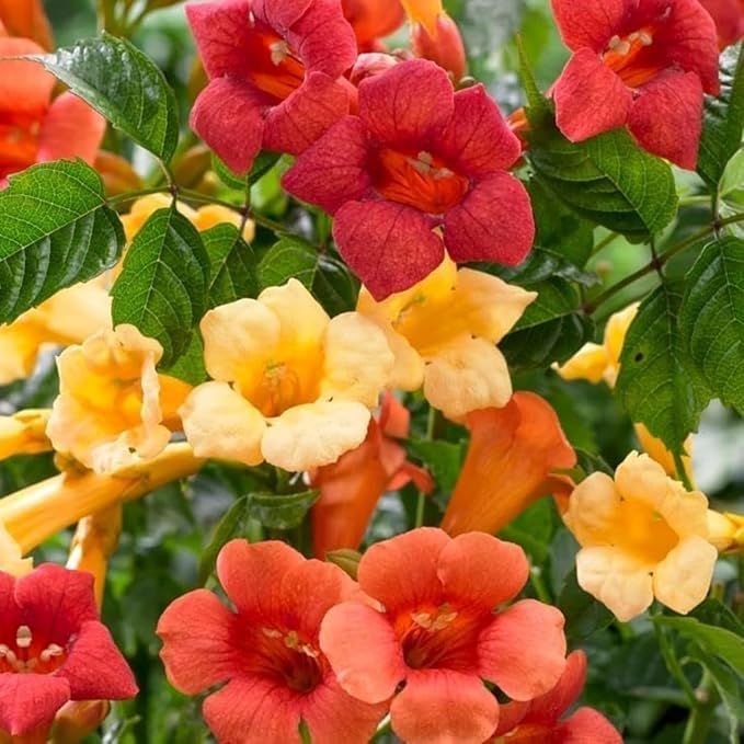 Hummingbird Trumpet Vine Seeds, 300 PCS, Fast-Growing Climbing Flowering Vine, Bright Orange Red Blooms, Attracts Hummingbirds & Butterflies, Hardy Perennial for Fence, Trellis & Garden