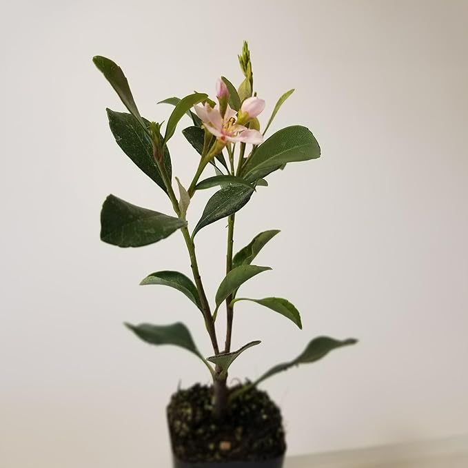 Klara Indian howthorn Pink 2.5"" Pot, Green, pink, white