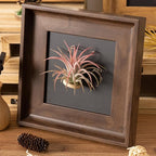 2 Sets Air Plant Holder with Display Frame, Wall Mounted Tillandsia Ionantha Magnetic Backgrounds Decoration Hanging Planter Square Frame for Home & Office (Plants Not Included)