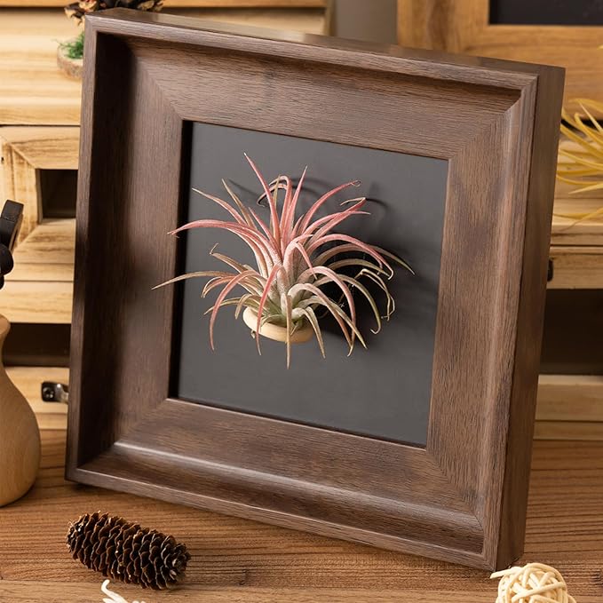 2 Sets Air Plant Holder with Display Frame, Wall Mounted Tillandsia Ionantha Magnetic Backgrounds Decoration Hanging Planter Square Frame for Home & Office (Plants Not Included)