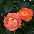 2 Gallon The Orange Glow Knock Out® Rose Plant with Orange Blooms
