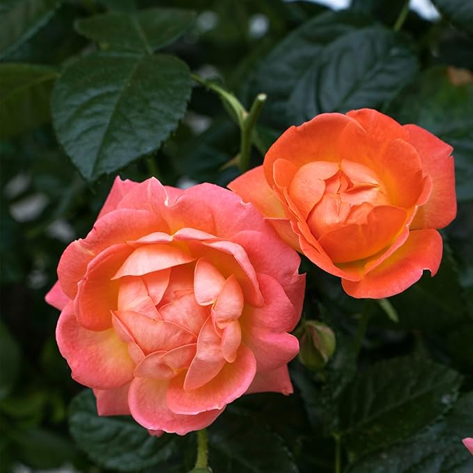 2 Gallon The Orange Glow Knock Out® Rose Plant with Orange Blooms