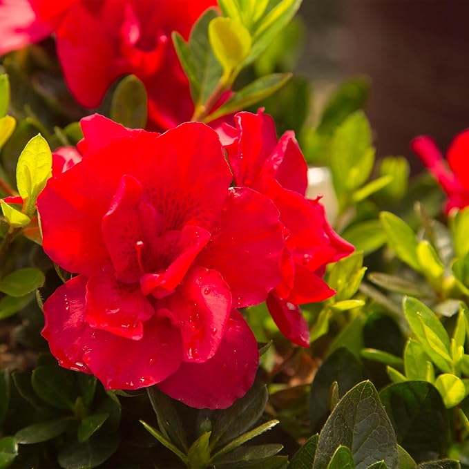 1 Gal Encore Azalea Autumn Bonfire