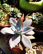 200 pcs Rare Mixed Mini Succulents Seeds for Bonsai & Ornamental Plants - Grow Your Stunning Garden
