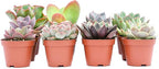 Colorful Succulents (12 Pack) - Assorted 2 Inch - Live Succulent Plants - Fully Rooted Succulents