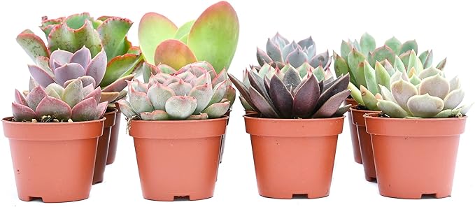 Colorful Succulents (12 Pack) - Assorted 2 Inch - Live Succulent Plants - Fully Rooted Succulents