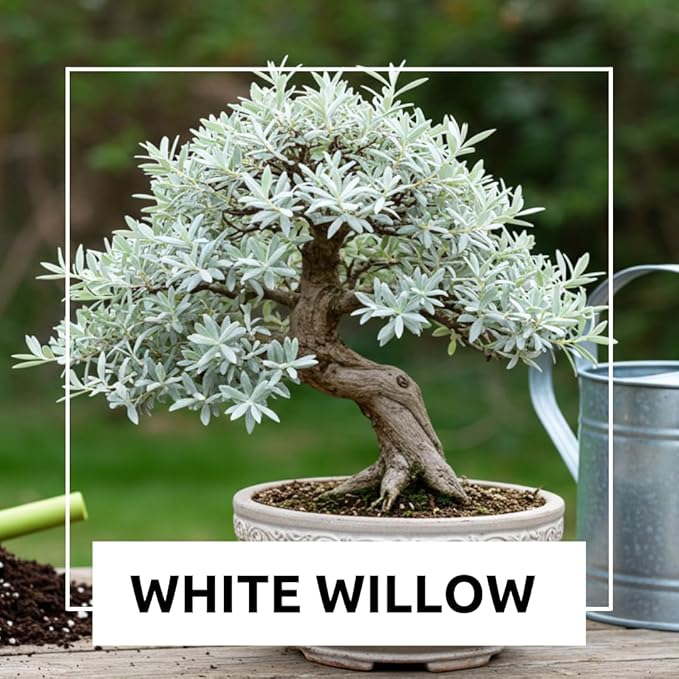 Live Dwarf White Willow Bonsai Tree - Stunning Silvery-Green Leaves - Fast Growing, Indoor/Outdoor Bonsai Material - Easy-to-Root & Bloom - Unique Zero Waste Living Gift for Plant Lovers