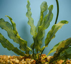 Madagascar Lace Plant Aponogeton madagascariensis, Live Aquarium Plant, Freshwater Aquatic Bulbs, Easy to Grow, Ideal for Planted Aquariums & Aquascapes Awesome Aquatic