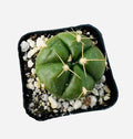 Live Cactus and Succulent Plants (2" Pot Gymnocalycium Horstii)