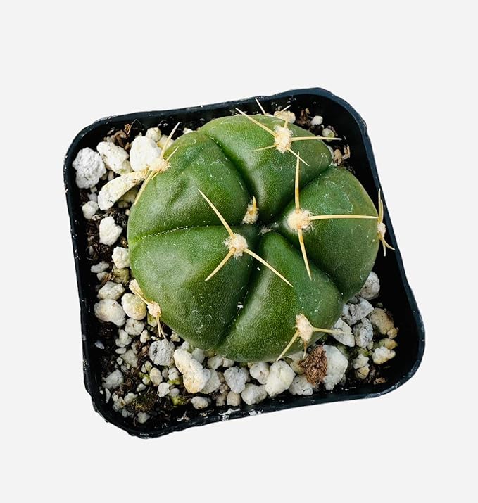 Live Cactus and Succulent Plants (2" Pot Gymnocalycium Horstii)