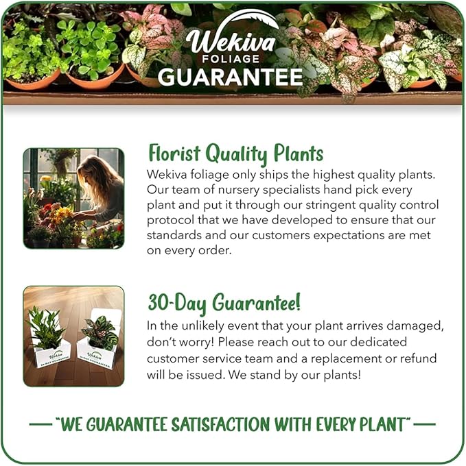Lady Palm - 4 Live Starter Plants in 2 Inch Pots - Rhapis Excelsa - Beautiful Clean Air Indoor Outdoor Houseplant