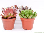 Live Echeveria Succulent Plants (8 Pack) – Assorted 4-Inch – Fully Rooted Echeveria Succulents – Live Rosette Succulent Set