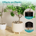 2.5 lbs Pebbles for Indoor Plants, Vase, Succulent, 3/8" Gravel for Plants, Pots Indoor, Bamboo Rocks for Bamboo Plants, Decorative Small River Rock, Highly Polished