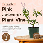 My Shelfie - Mini Pink Jasmine Plant Vine, Jasminium Polyanthum Starter in 2-Inch Pot, Live Plants Outdoor Setting, Pet-Friendly, 5-Piece