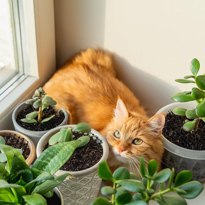 Sadnyy 6 Pcs 11.8 Inch Plant Pot Grids Black Indoor Plant Protector from Cats Animals Soil Covers Feces Deterrent Mat with Spikes for Outdoor Garden Pot Protection