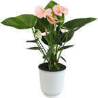 Pink Anthurium Live Plant Decor (Approx. 13-16" Tall), Real Flowers/House Plants in 4" White Plant Pot, Floral Office Plants, Air Purifying Plants & Cool Gifts for Plant Lovers by Plants for Pets