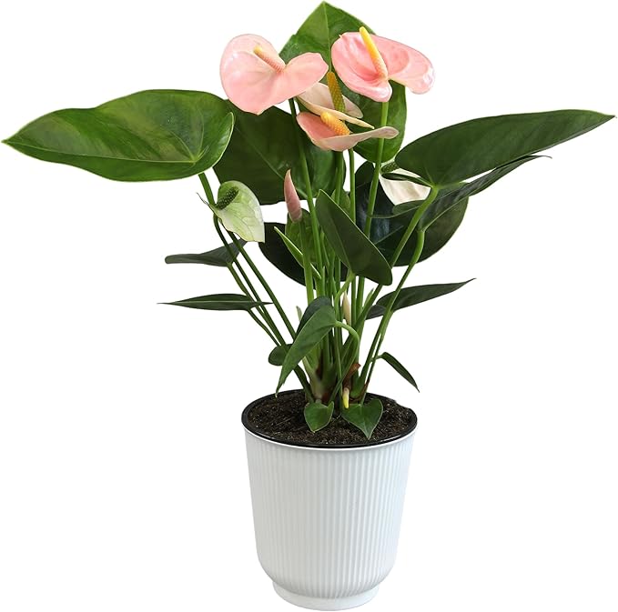 Pink Anthurium Live Plant Decor (Approx. 13-16" Tall), Real Flowers/House Plants in 4" White Plant Pot, Floral Office Plants, Air Purifying Plants & Cool Gifts for Plant Lovers by Plants for Pets