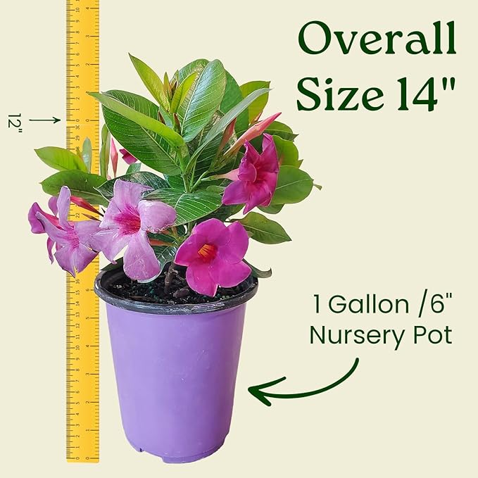 Bluephoria Dipladenia Bush Live Plant, Blue Purple Tropical Flowering Patio Plant, 1 Gallon Pot, 14 Inch Tall Plant, Compact Bush Dipladenia for Outdoor Containers, Garden Beds, Zones 9–11