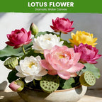 30 PCS Lotus Seeds for Planting in Water - Mixed Color Bowl Lotus Seeds, Aquatic Plant Water Lily Seeds for Indoor Bonsai, Outdoor Ponds & Garden