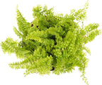Mini Ferns for Terrariums/Fairy Garden - Live Plants - 3 Different Plants-2" Pots