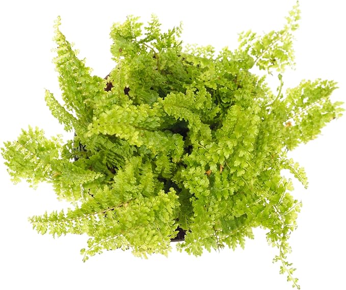 Mini Ferns for Terrariums/Fairy Garden - Live Plants - 3 Different Plants-2" Pots