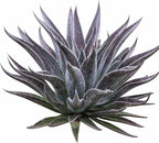 Mangave 'Thunderbird', 1.5" Plug - Live Succulent Plant, Agave Like Rosette, Low Maintenance Indoor Outdoor Plant for Home Garden Decor, Beginner-Friendly Live Plants