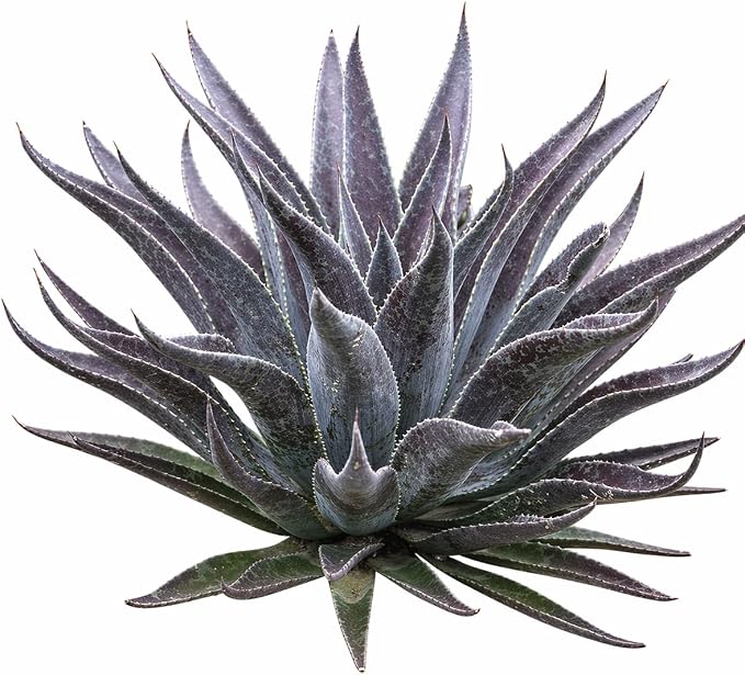 Mangave 'Thunderbird', 1.5" Plug - Live Succulent Plant, Agave Like Rosette, Low Maintenance Indoor Outdoor Plant for Home Garden Decor, Beginner-Friendly Live Plants