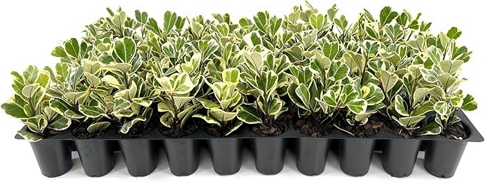 Ficus Triangularis | 1 Live Plant | Ficus Triangularis | Indoor Houseplant | Live Evergreen Tree | Low Maintenance | Air Purifying | Unique Leaf Shape | Home or Office Decor