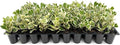 Ficus Triangularis | 1 Live Plant | Ficus Triangularis | Indoor Houseplant | Live Evergreen Tree | Low Maintenance | Air Purifying | Unique Leaf Shape | Home or Office Decor