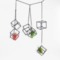 6 Pack Metal Hanging Air Plant Holders - Geometric Black Cube Tillandsia Hangers with Long Chains, Wall or Ceiling Mount for Small Air Plants, Home & Office Boho Decor (Individual or Combined Use)