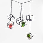 6 Pack Metal Hanging Air Plant Holders - Geometric Black Cube Tillandsia Hangers with Long Chains, Wall or Ceiling Mount for Small Air Plants, Home & Office Boho Decor (Individual or Combined Use)