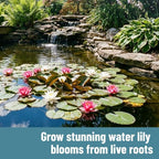 Live Water Lily Roots for Planting – Hardy Lily Pad Tubers for Ponds & Water Gardens – Easy Grow Aquatic Plants with Floating Pads & Blooming Flowers (5 Lily Pad Roots)