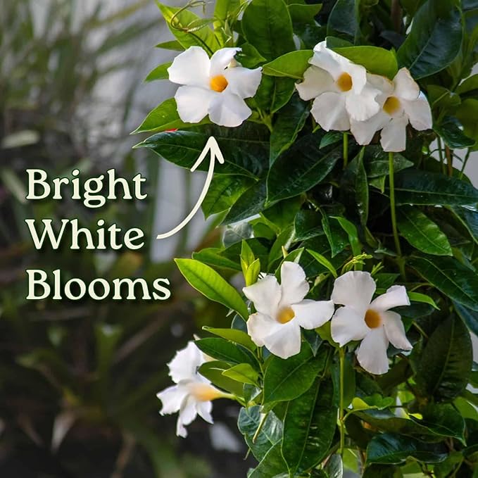Live Mandevilla Vine Plant - Trellis - White Giant - Tropical Plants of Florida - Overall Height 36" (Plant Only)
