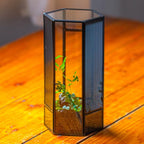 NCYP Small Glass Terrarium with Mesh and Door for Spiders, Hexagon Shape Small Mantis Vented Glass Terrarium 4.9'' x 4.3'' x 9.4'', Tabletop Decor, Black (Plants Not Include)