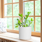 WSMKSZ 8 Inch Cylinder Plant Pots for Indoor Outdoor Plants, Medium Deep Flower Pots with Drainage Holes & Saucer, Decorative Plastic Planter Pots for Garden House Plants, White
