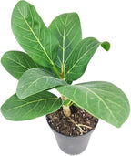 Ficus Audrey (4" Grower Pot) - Live, Healthy, Indoor Air Purifier Houseplants for Gift or Home Decoration - Feng Shui Plant for Home Office - Easy to Care Houseplants for Beginners