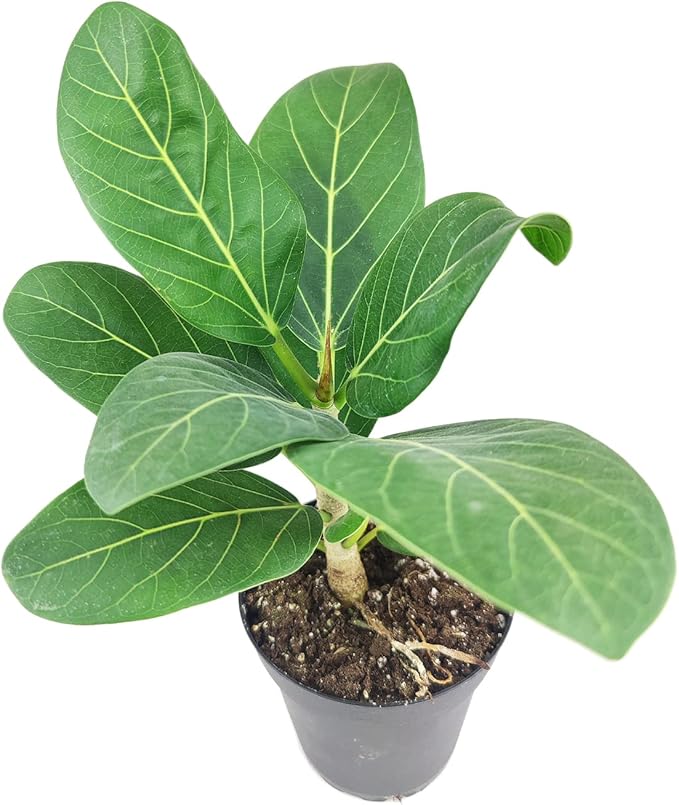 Ficus Audrey (4" Grower Pot) - Live, Healthy, Indoor Air Purifier Houseplants for Gift or Home Decoration - Feng Shui Plant for Home Office - Easy to Care Houseplants for Beginners