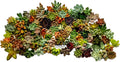 Fat Plants San Diego Miniature Rosette Succulent Cuttings (100)