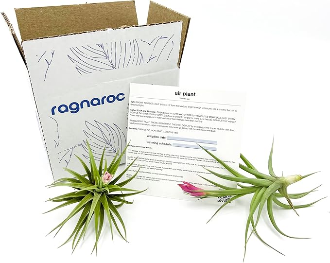 Air Plants - Flowering Tillandsia Aeranthos, Large 3-5" - 2ct - Live Arrival Guaranteed - House Plants for Home Decor & Gift