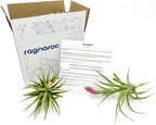Air Plants - Flowering Tillandsia Aeranthos, Large 3-5" - 2ct - Live Arrival Guaranteed - House Plants for Home Decor & Gift
