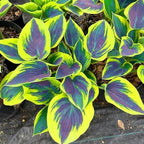 Hosta Flower Seeds, 220pcs, Perennial Shade Plant with Lush Foliage, Ideal for Woodland & Home Gardens