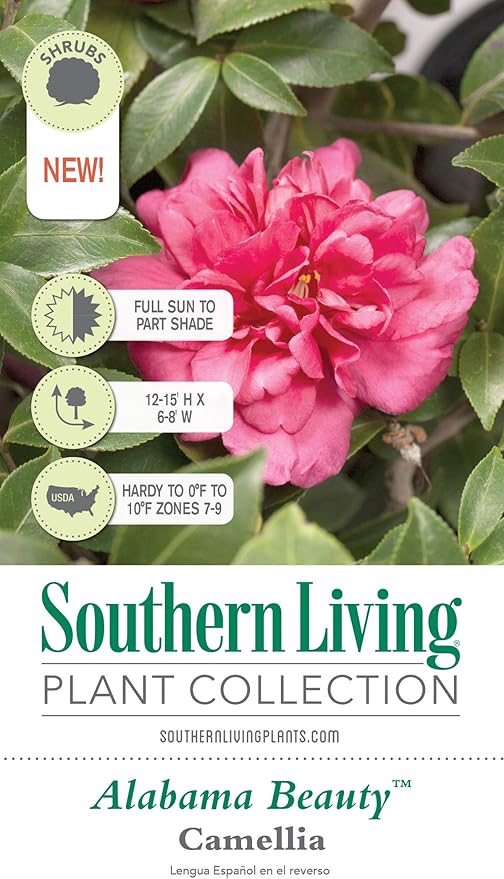 Alabama Beauty Camellia (2.5 Quart) Flowering Evergreen Shrub with Rosey-Red to Pink Blooms - Full Sun to Part Shade Live Outdoor Plant - Southern Living Plants