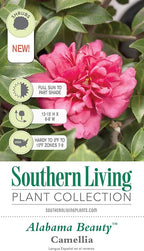 Alabama Beauty Camellia (2.5 Quart) Flowering Evergreen Shrub with Rosey-Red to Pink Blooms - Full Sun to Part Shade Live Outdoor Plant - Southern Living Plants