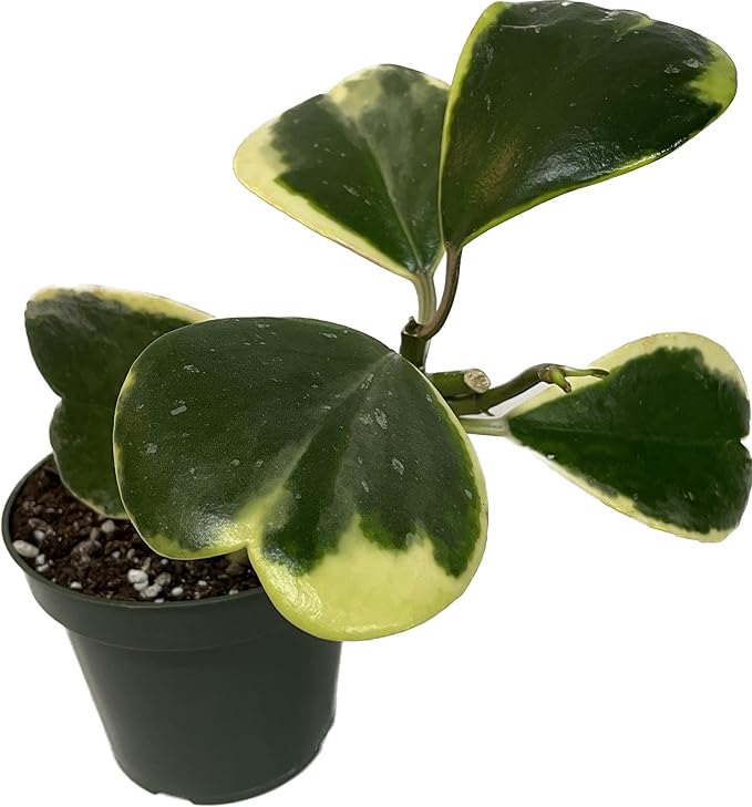 Hoya Plants Live Houseplants - Two 4" Pots Variety Assortment - 2 Pack Live Hoya Plants - Pet Friendly Plants - Air Purifying Plants - CA Seller (Pack of 2 Hoya Plants)
